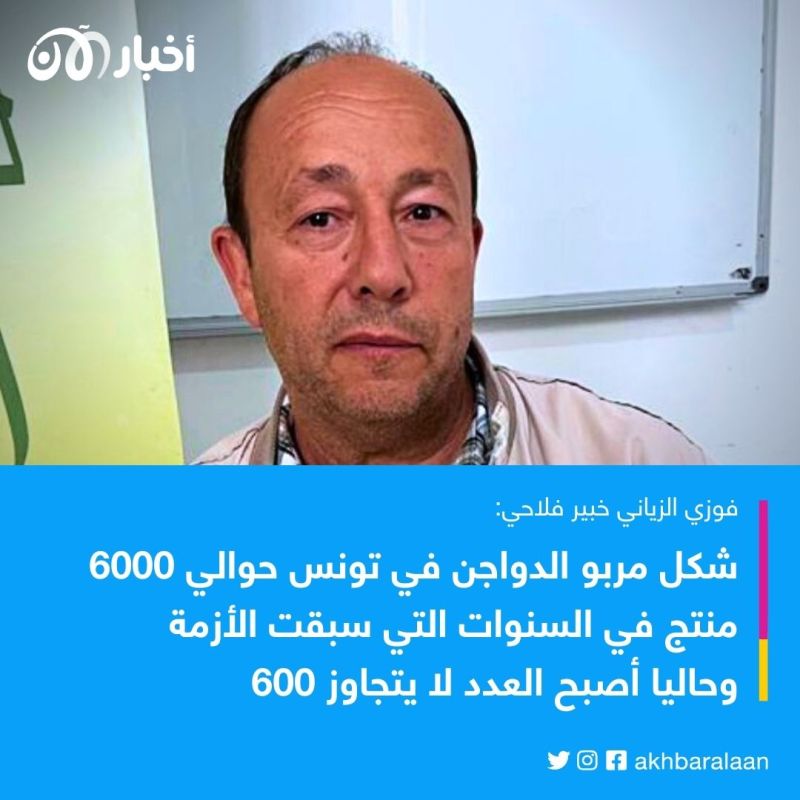 100 مليون دينار مديونية قطاع الدواجن في تونس.. ما هي الأسباب والحلول؟