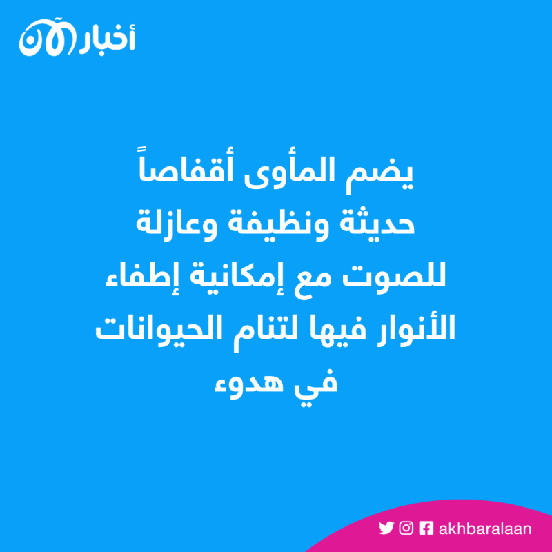 بعد تدمير سد كاخوفكا.. ملجأ في كييف يستضيف القطط والكلاب 5 بعد تدمير سد كاخوفكا.. ملجأ في كييف يستضيف القطط والكلاب