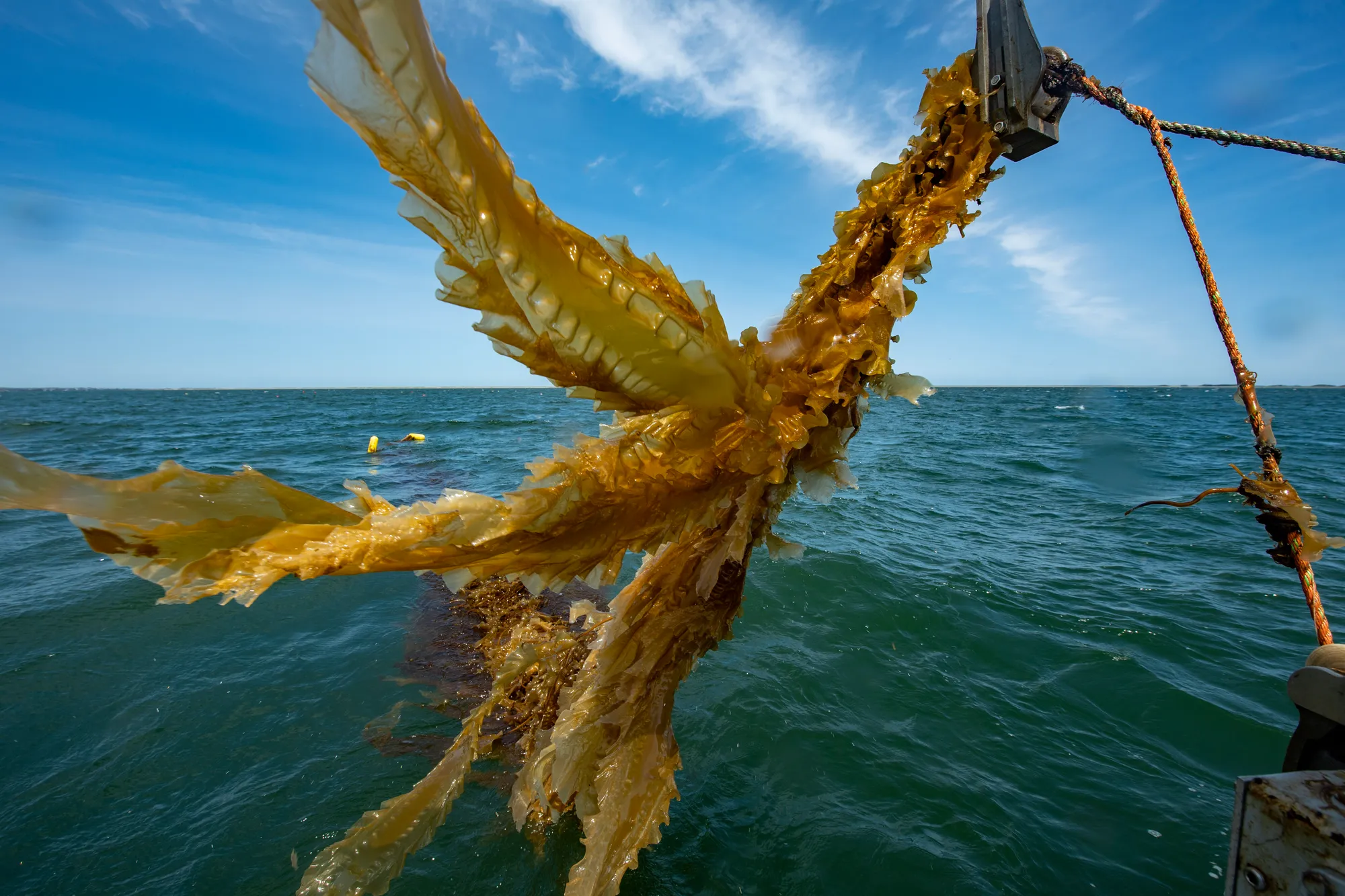 الأمم المتحدة تحمي أعالي البحار بـ"معاهدة تاريخية".. ما تفاصيلها؟