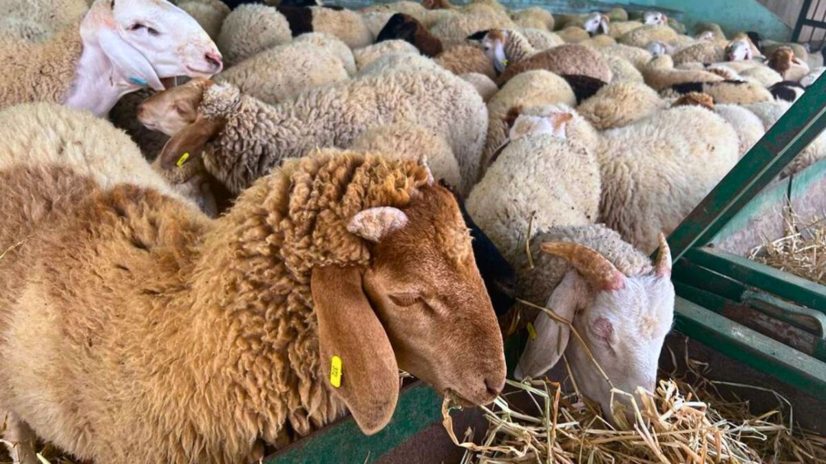 "سعر الخروف يضاهي مرتب موظف".. الأسعار الجنونية للأضاحي في تونس تفسد بهجة العيد 1 "سعر الخروف يضاهي مرتب موظف".. الأسعار الجنونية للأضاحي في تونس تفسد بهجة العيد