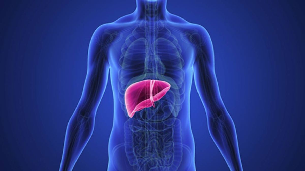 تعرف معنا على أثقل أعضاء جسم الإنسان 2 الكبد