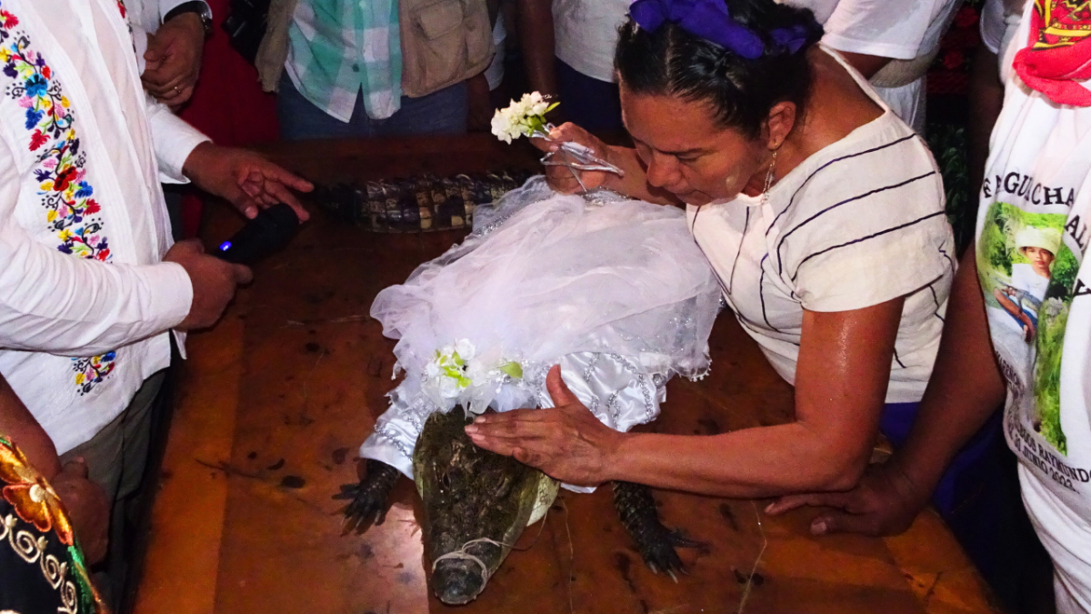 مسؤول في المكسيك يتزوج من أنثى تمساح (صور)