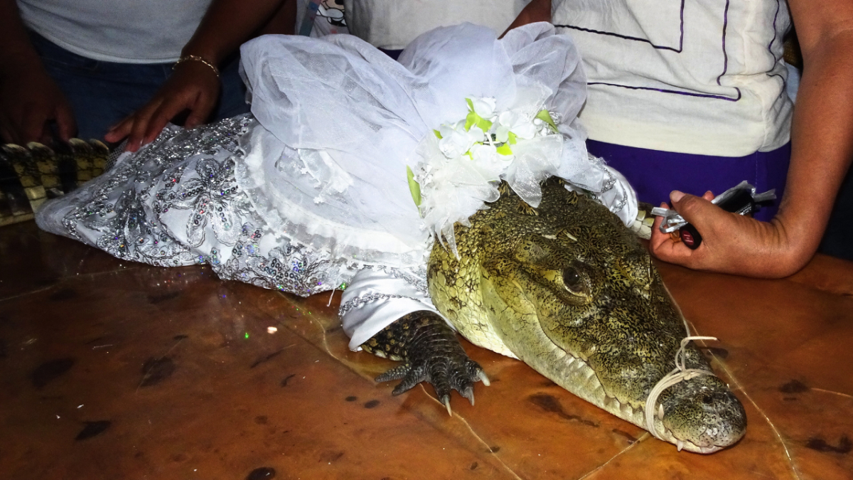 مسؤول في المكسيك يتزوج من أنثى تمساح (صور)