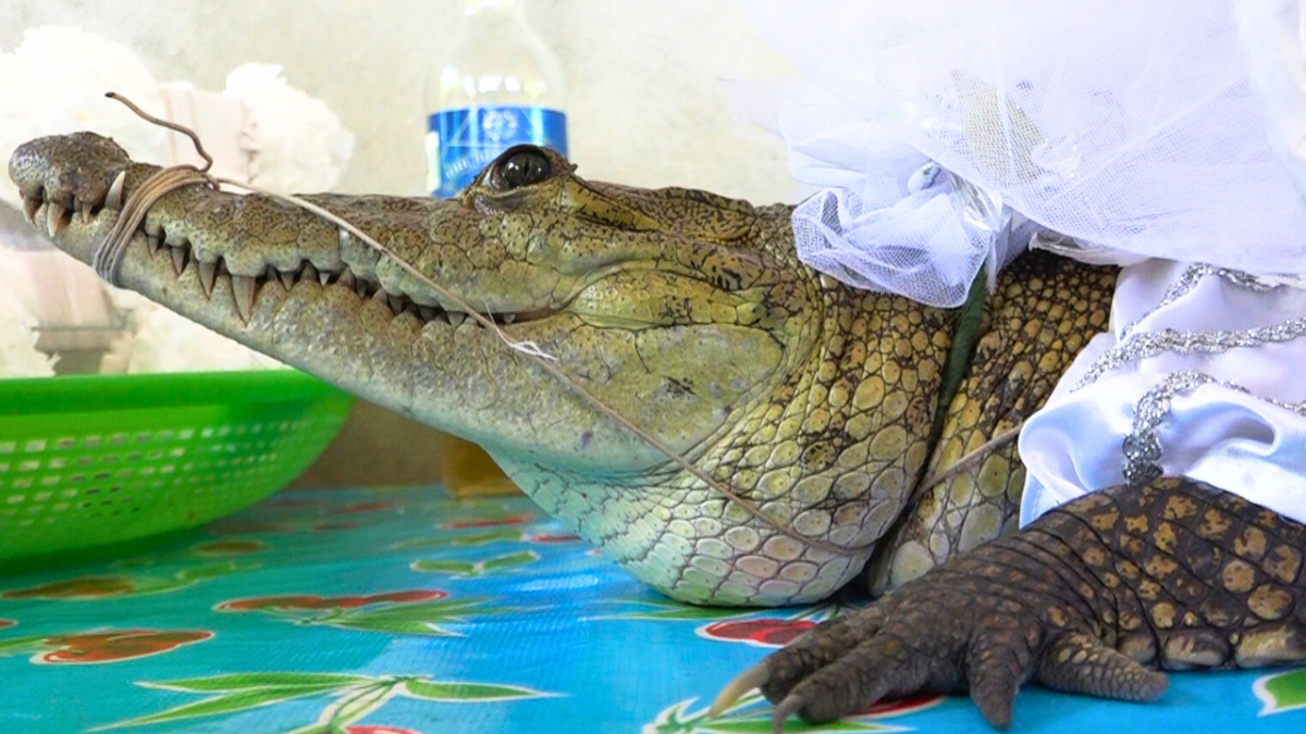 مسؤول في المكسيك يتزوج من أنثى تمساح (صور)