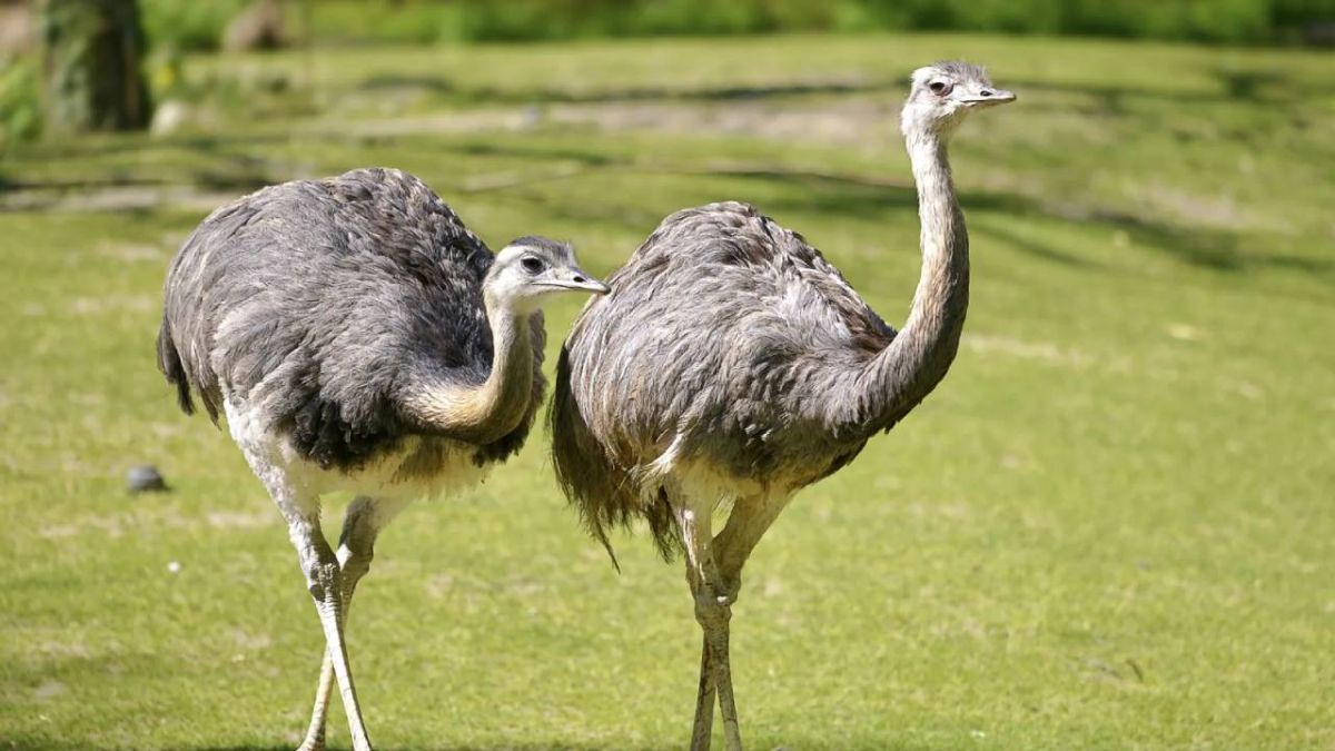 تعرف على أكبر طيور الكرة الأرضية 5 الرية الكبرى