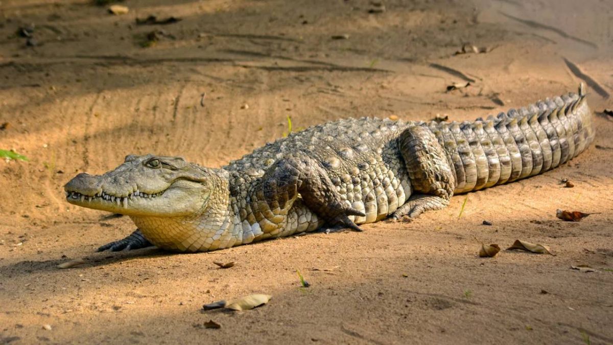 تمساح الماء المالح 