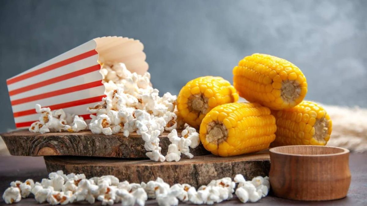 مقارنة بين المحتوى الغذائي للبوشار المحضر بالذرة الصفراء والذرة البيضاء 