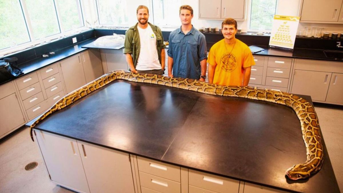شاب يصطاد بيديه أكبر ثعبان بورمي في تاريخ فلوريدا (فيديو)