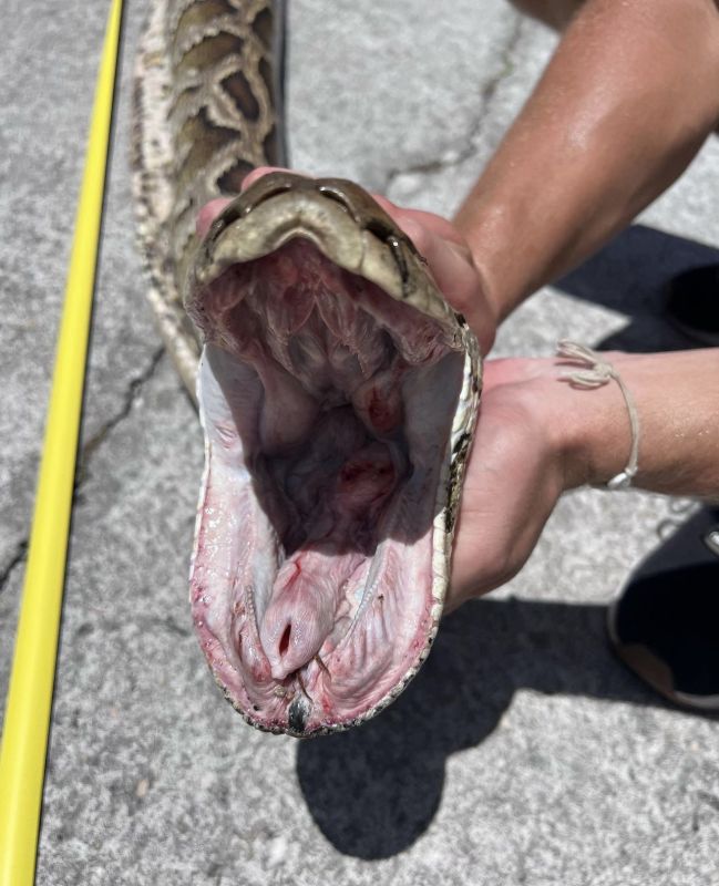 شاب يصطاد بيديه أكبر ثعبان بورمي في تاريخ فلوريدا (فيديو)