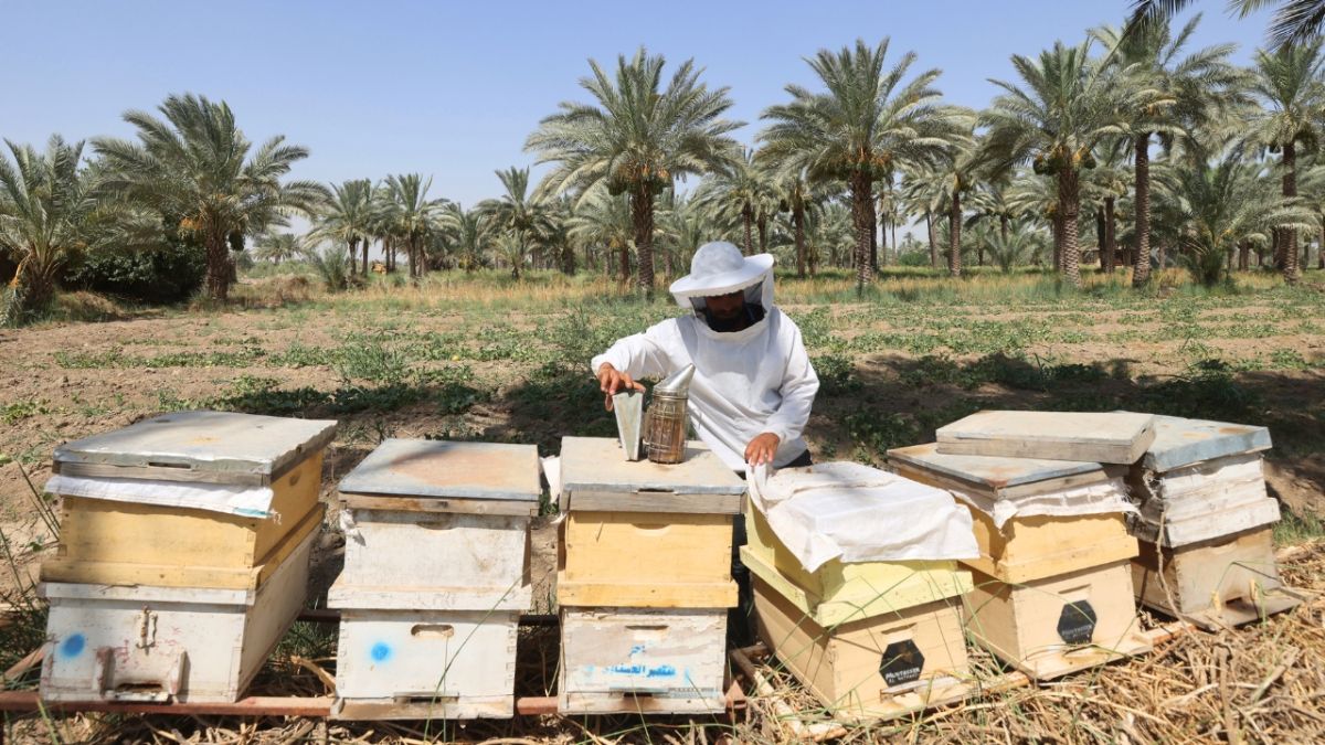 كيف أضر الجفاف والحرارة بموسم إنتاج العسل في العراق؟