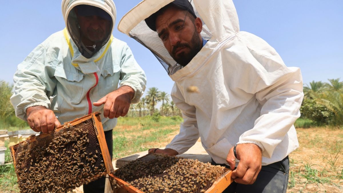 كيف أضر الجفاف والحرارة بموسم إنتاج العسل في العراق؟