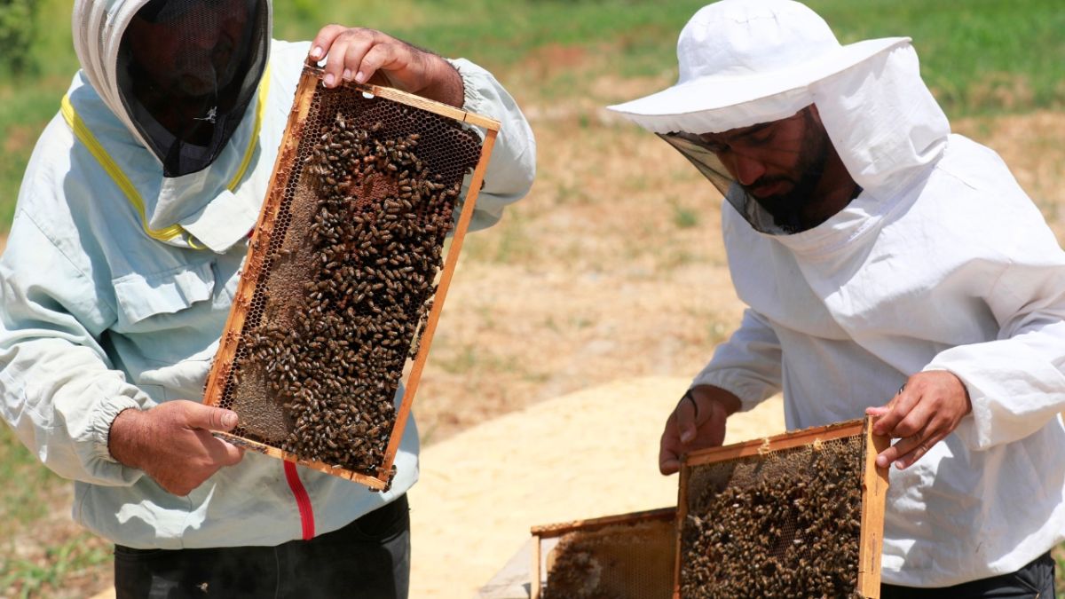 كيف أضر الجفاف والحرارة بموسم إنتاج العسل في العراق؟