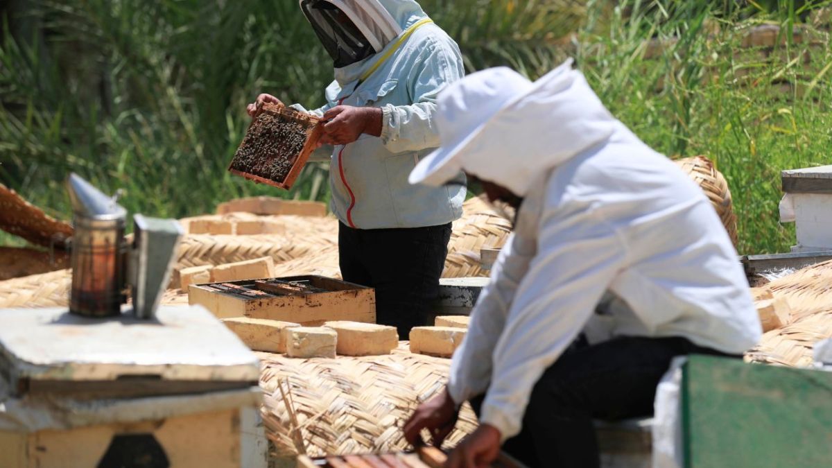 كيف أضر الجفاف والحرارة بموسم إنتاج العسل في العراق؟