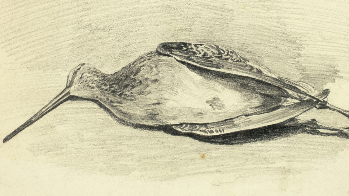 هل يمكنك إتقان الرسم حتى لو لم تكن لديك الموهبة؟ 6 تعلم كيفية الرسم حتى لو لم يكن لديك الموهبة