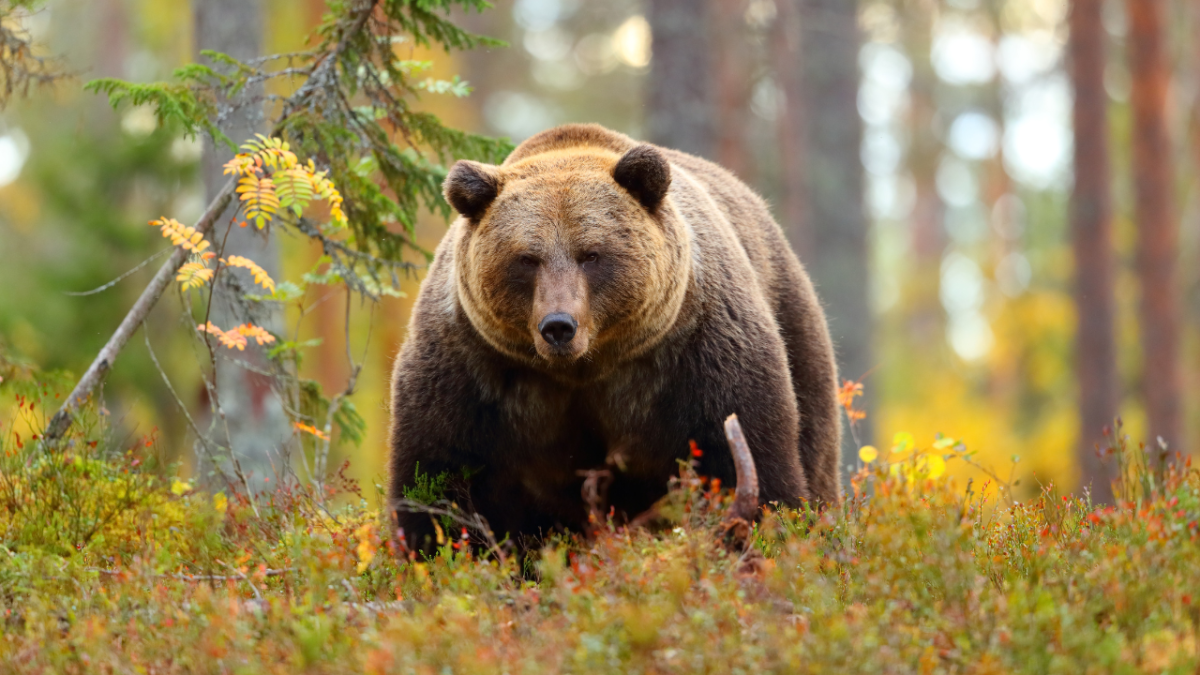 أعتى المفترسين في مملكة الحيوان