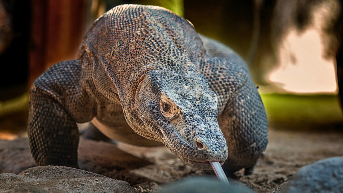 كل ما تحتاج لمعرفته عن أعتى المفترسين في مملكة الحيوان