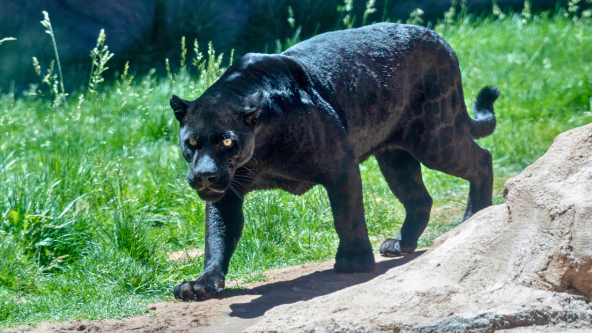 كل ما تحتاج لمعرفته عن أعتى المفترسين في مملكة الحيوان