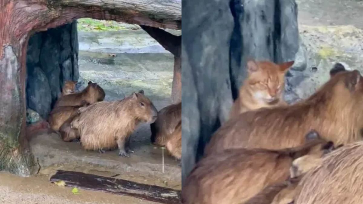 أصدقاء رغم اختلاف الفصائل.. قط ينضم إلى قطيع ”كابيبارا“ في ماليزيا