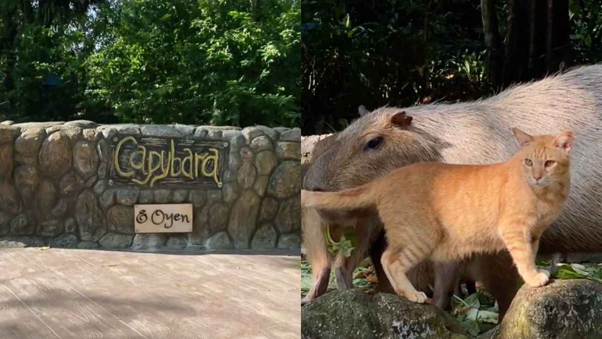 أصدقاء رغم اختلاف الفصائل.. قط ينضم إلى قطيع ”كابيبارا“ في ماليزيا