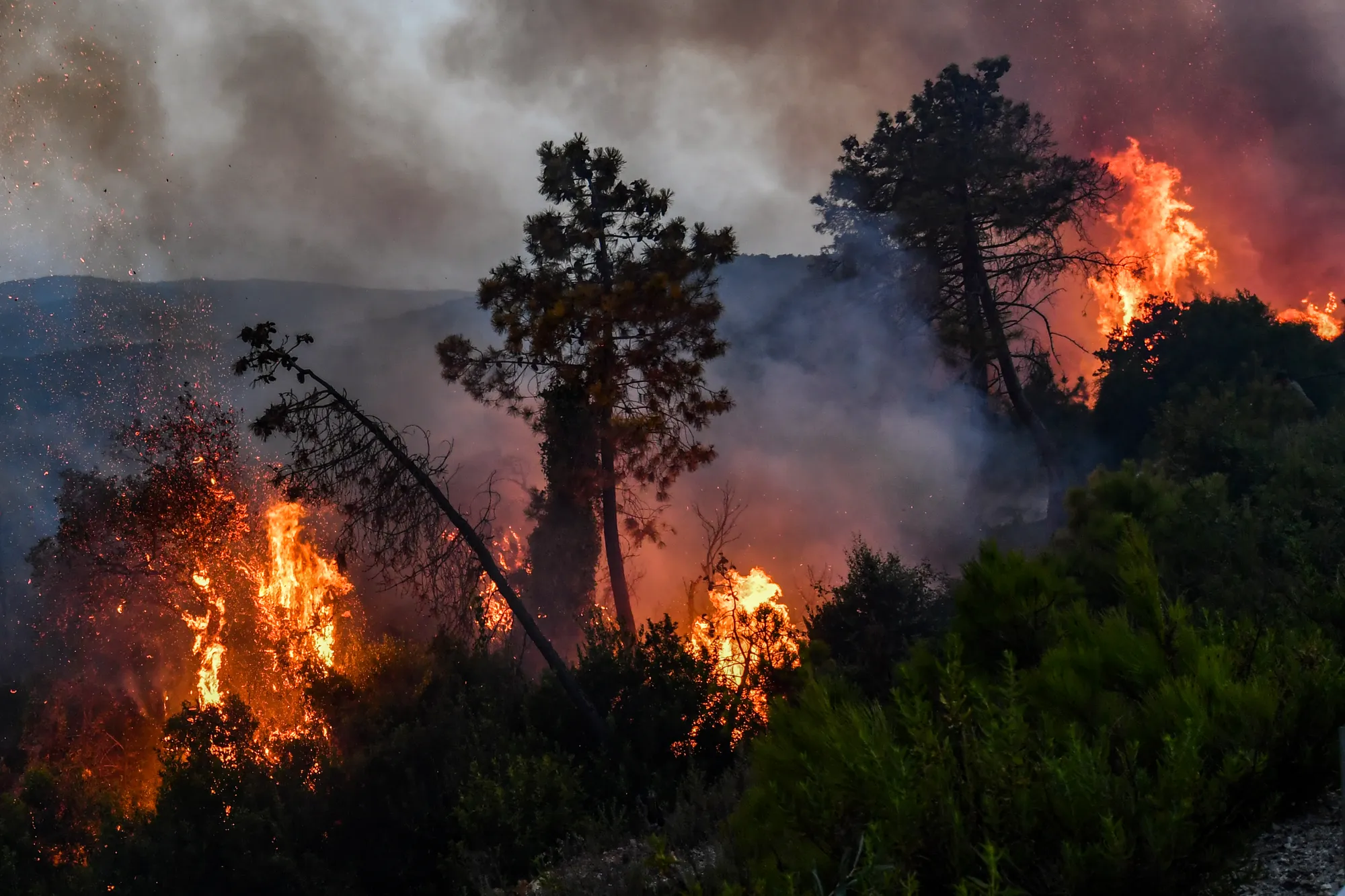 الحرائق تخلف 34 قتيلاً في الجزائر وتتسبب بإجلاء سكان في تونس (صور وفيديو)