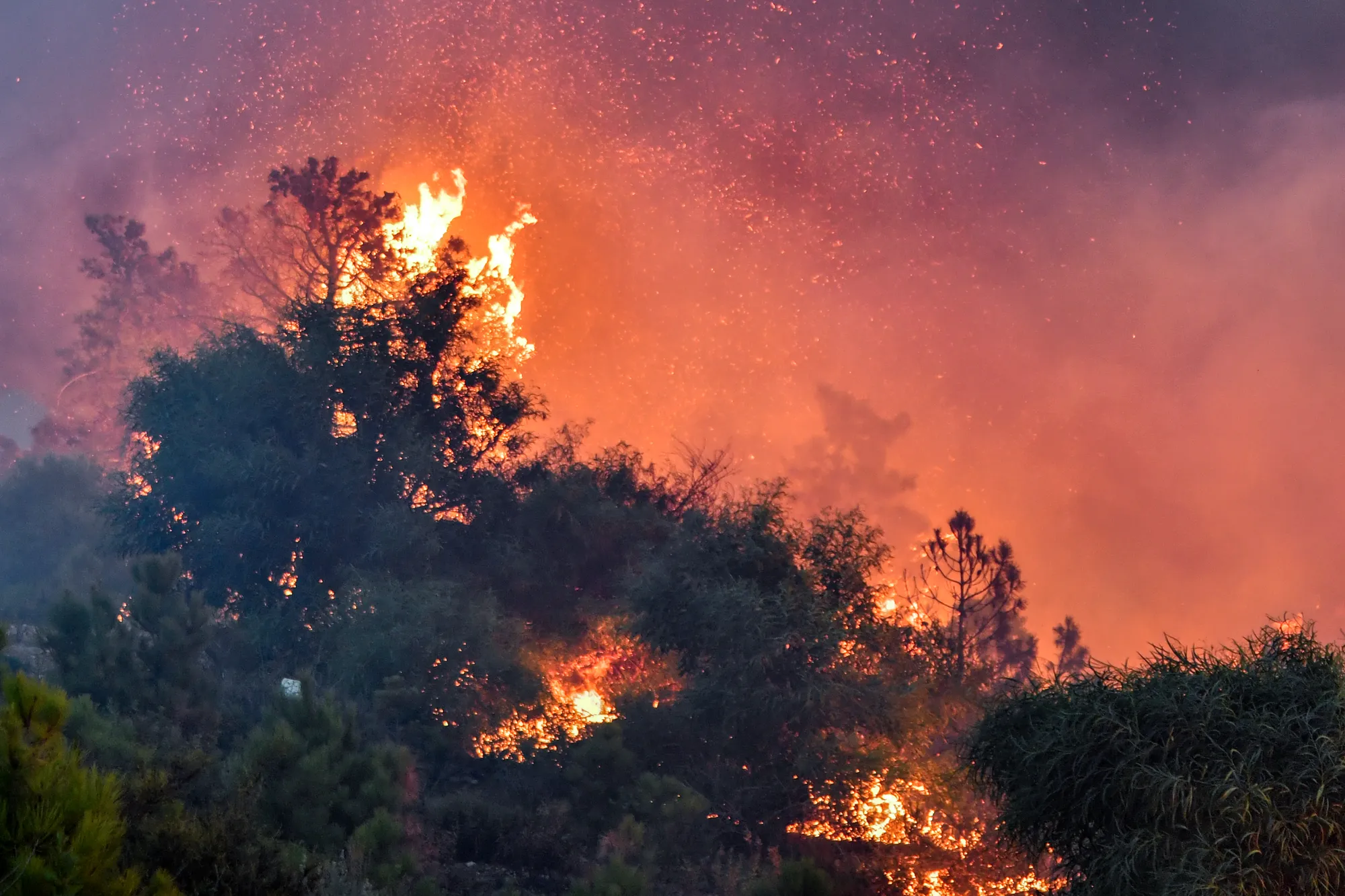 الحرائق تخلف 34 قتيلاً في الجزائر وتتسبب بإجلاء سكان في تونس (صور وفيديو)
