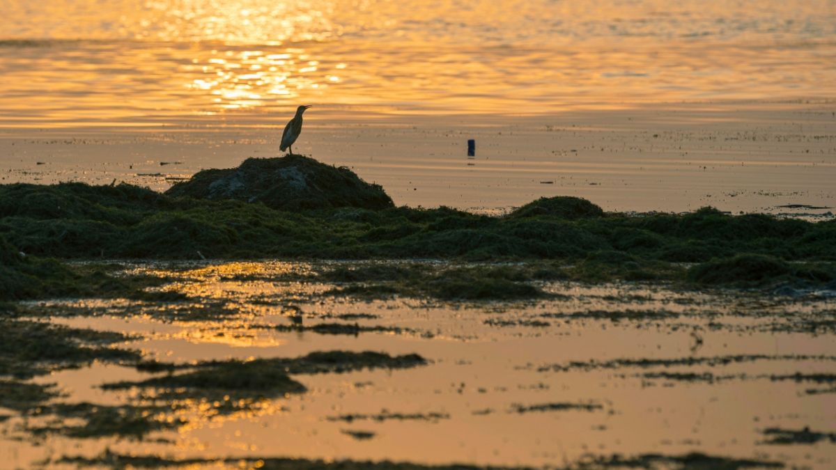 بالصور.. بحيرة الحبانية الشهيرة في العراق تتحول إلى بركة