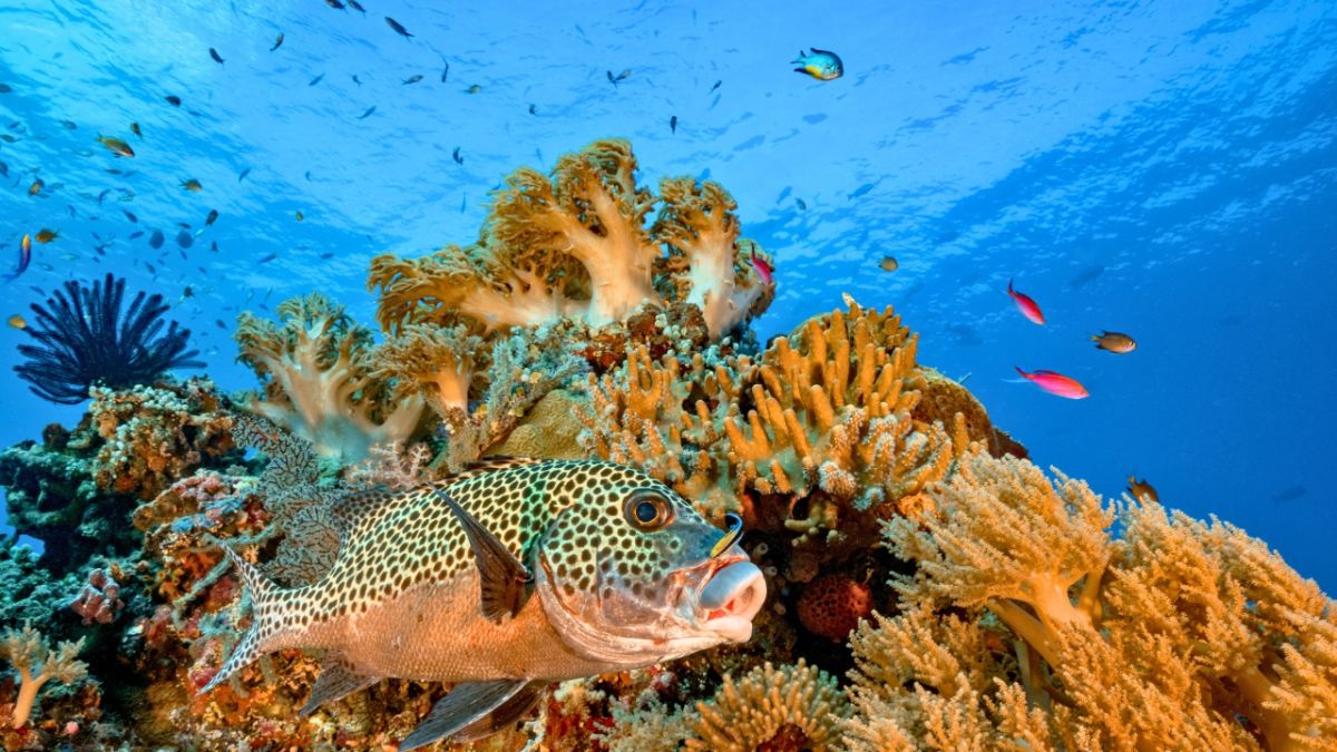 تعرّف معنا على كيفية تنفس السمك تحت الماء