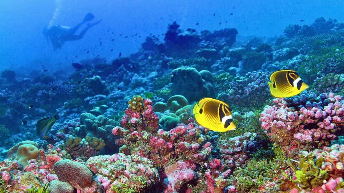 تعرّف معنا على كيفية تنفس السمك تحت الماء