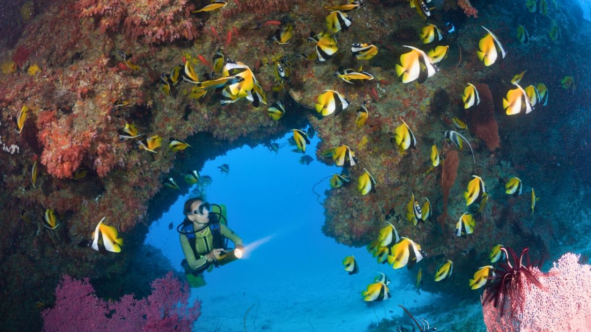 تعرّف معنا على كيفية تنفس السمك تحت الماء