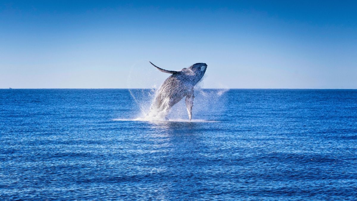 تعرّف معنا على كيفية تنفس السمك تحت الماء