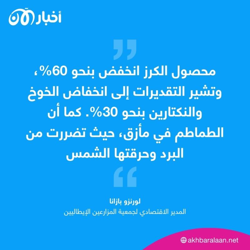 ضربة قوية لمحاصيل الزيتون والطماطم.. كيف ارتفعت الأسعار 400%؟