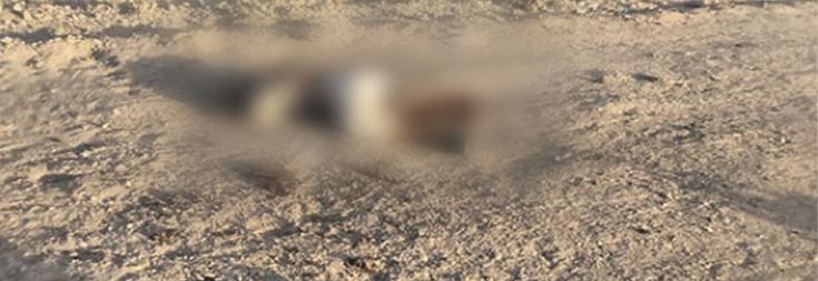 من هم قادة القاعدة الذين قتلوا أو اعتقلوا في مناطق سيطرة هيئة تحرير الشام بسوريا؟