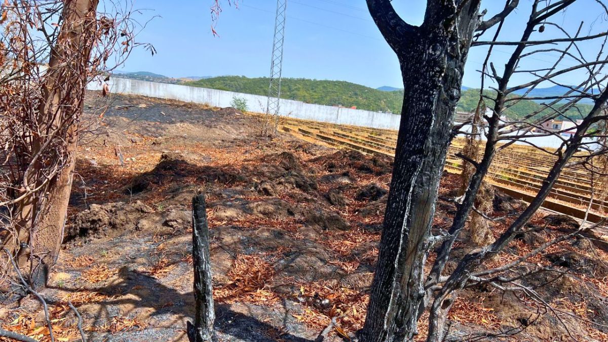 صاحب مشروع المنجا الوحيد في تونس لأخبار الآن: "الحرائق جعلتني أخسر كل شيء" 3 صاحب مشروع المنجا الوحيد في تونس لأخبار الآن: "الحرائق جعلتني أخسر كل شيء"