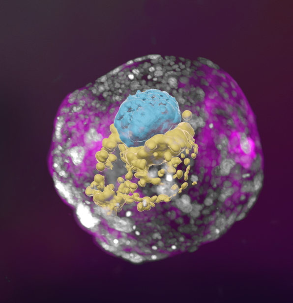 نجاح إنتاج "جنين بشري" دون بويضات أو حيوانات منوية.. "أخبار الآن" تكشف التفاصيل