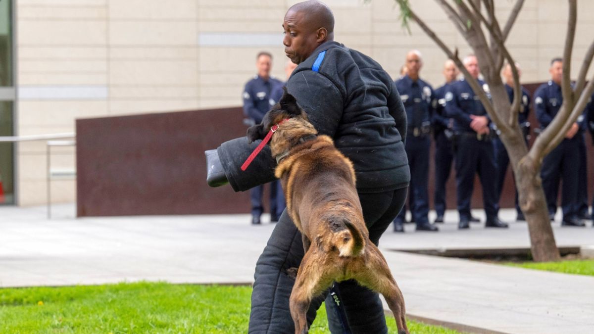 ما هي الكلاب المدربة على انتشال الجثث ومساعدة العالقين في الزلازل والفيضانات؟