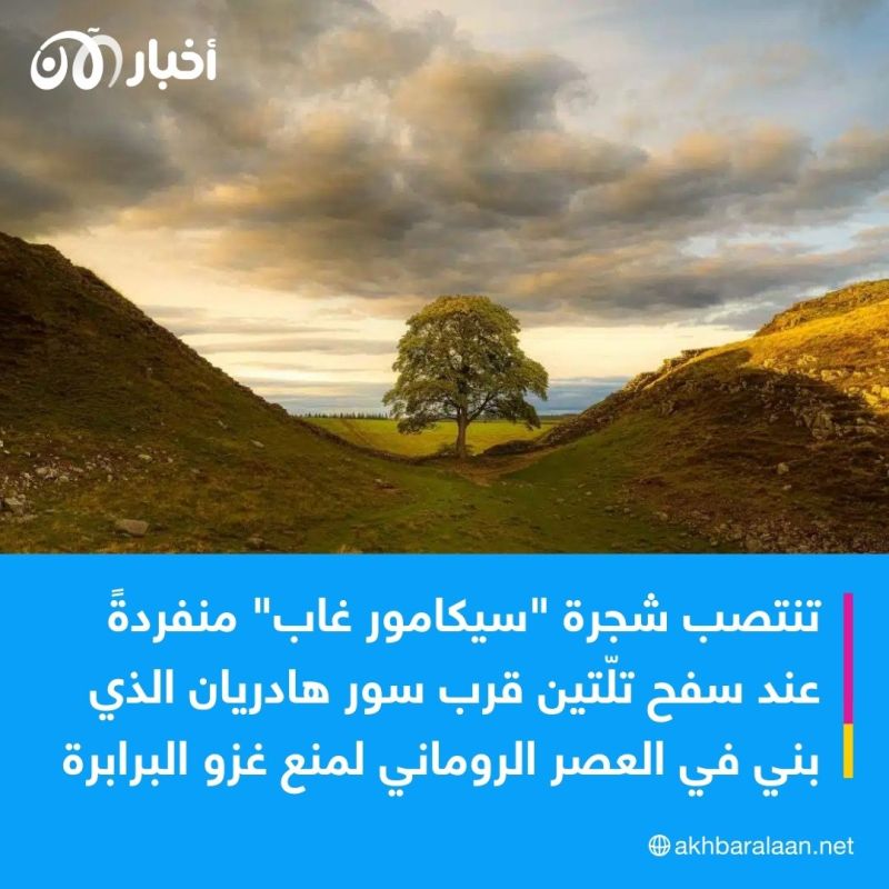 جريمة ضد الطبيعة.. بريطانيا تشهد تدميراً مأساوياً لشجرة عمرها 200 سنة