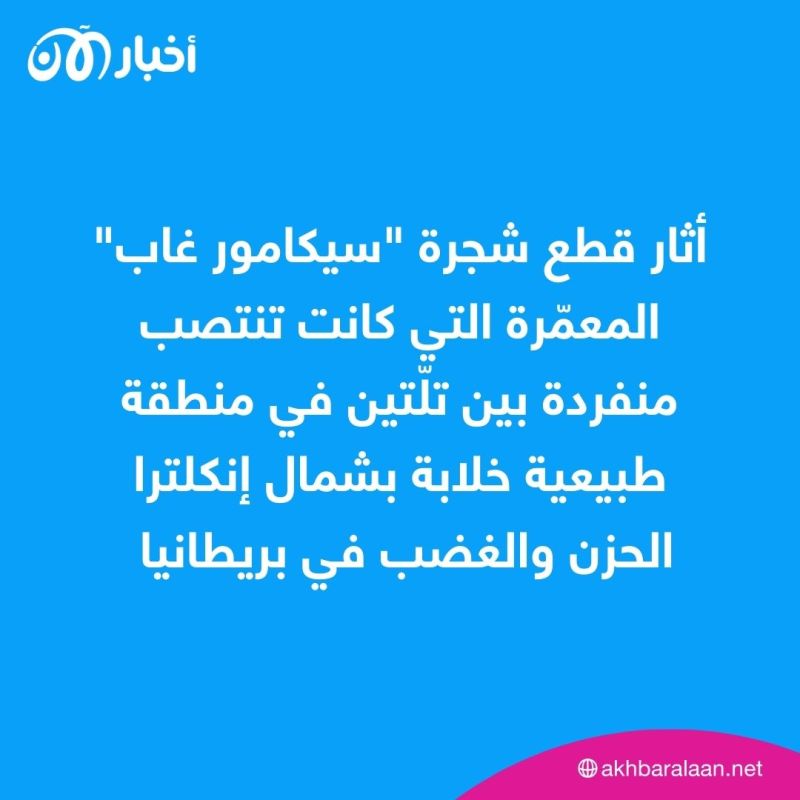 قطع شجرة ”سيكامور غاب“ التاريخية.. ما آخر تطورات القضية التي أثارت الغضب؟
