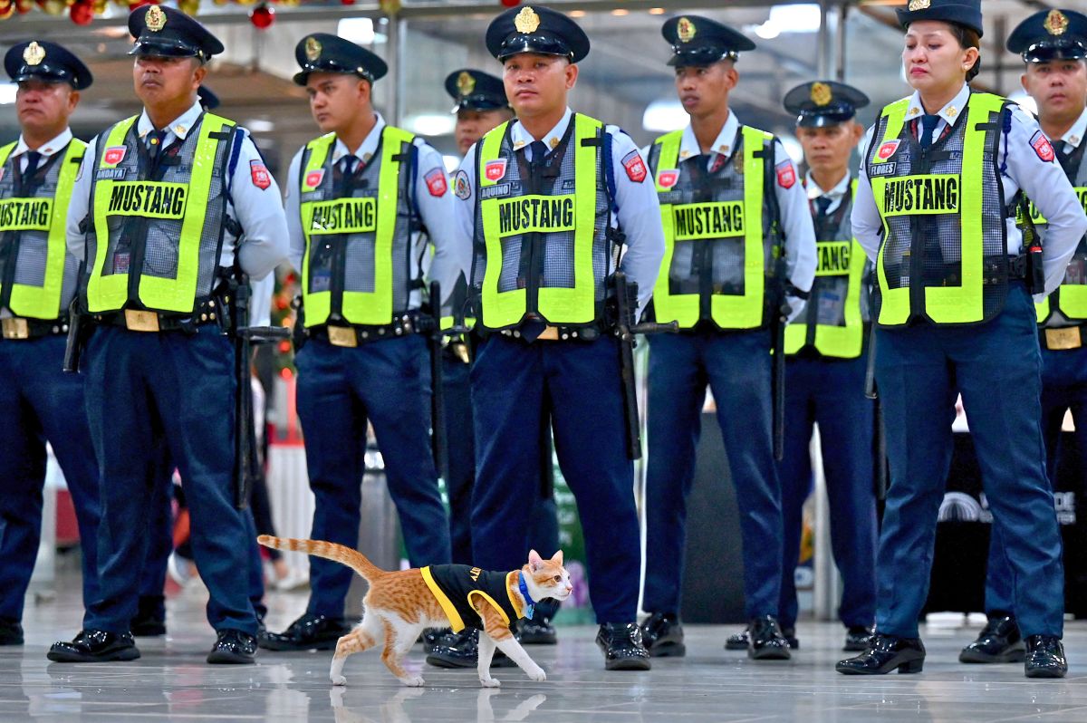 بهدف الحراسة والوناسة.. عناصر الأمن في الفلبين يتبنون القطط الضالّة