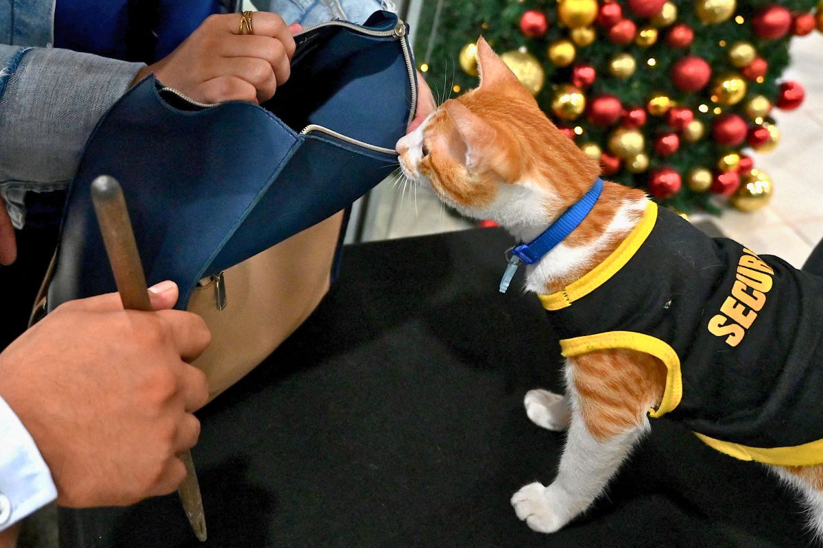 بهدف الحراسة والوناسة.. عناصر الأمن في الفلبين يتبنون القطط الضالّة