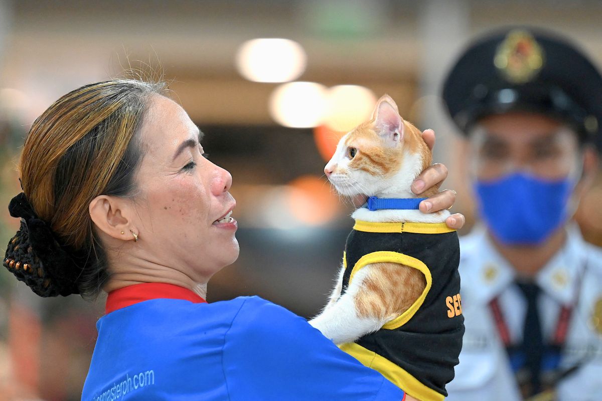 بهدف الحراسة والوناسة.. عناصر الأمن في الفلبين يتبنون القطط الضالّة