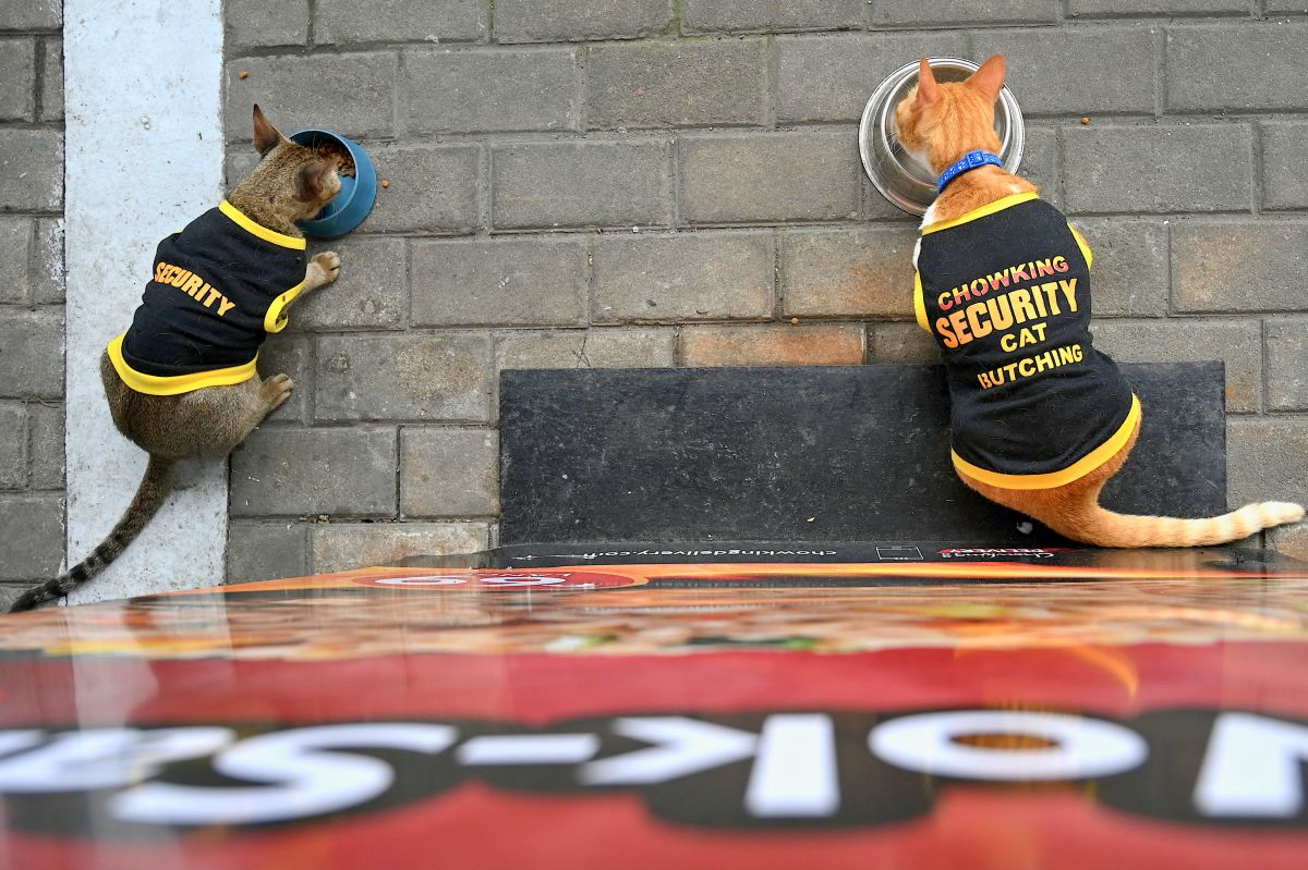 بهدف الحراسة والوناسة.. عناصر الأمن في الفلبين يتبنون القطط الضالّة