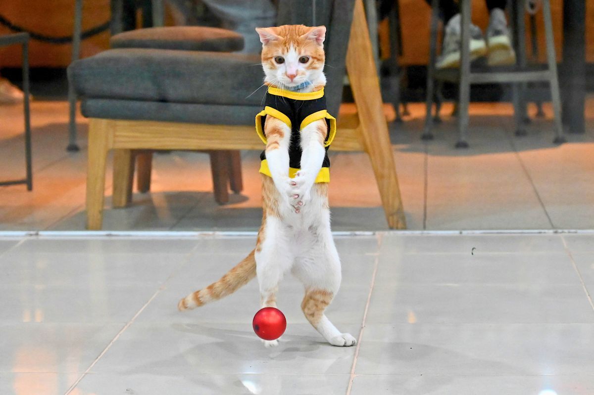 بهدف الحراسة والوناسة.. عناصر الأمن في الفلبين يتبنون القطط الضالّة