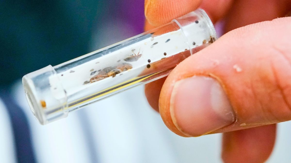 كيف استعد المغرب لمواجهة بق الفراش؟ 2 كيف استعد المغرب لمواجهة بق الفراش؟