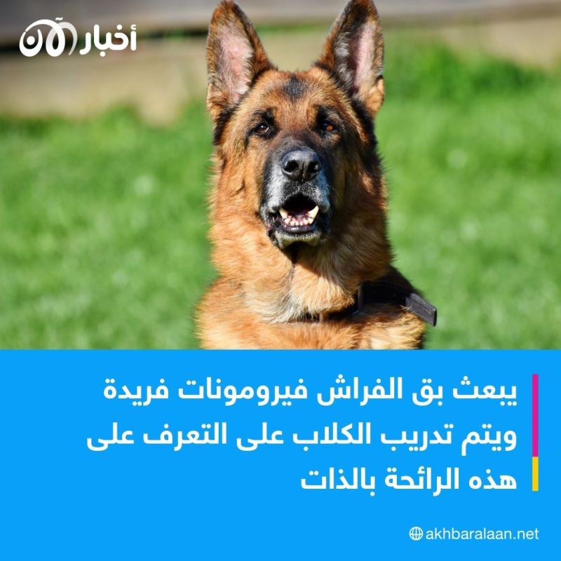 كيف تكتشف الكلاب بق الفراش المنتشر في فرنسا؟ 1 كيف تكتشف الكلاب بق الفراش المنتشر في فرنسا؟