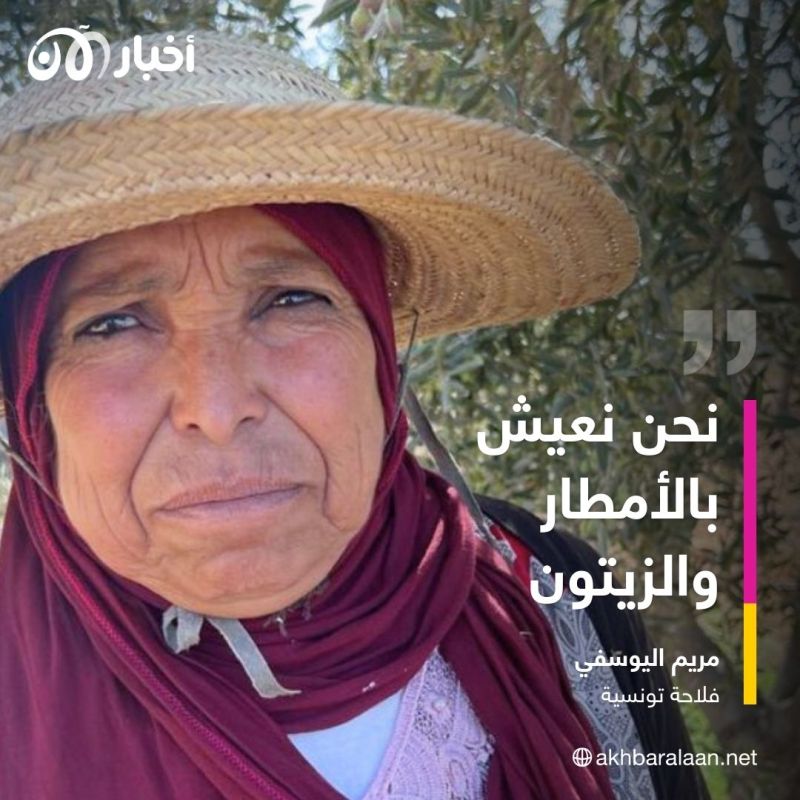 الجفاف يعصف بالزيتون التونسي.. فلاحون لأخبار الآن: "إذا مات الزيتون متنا نحن"