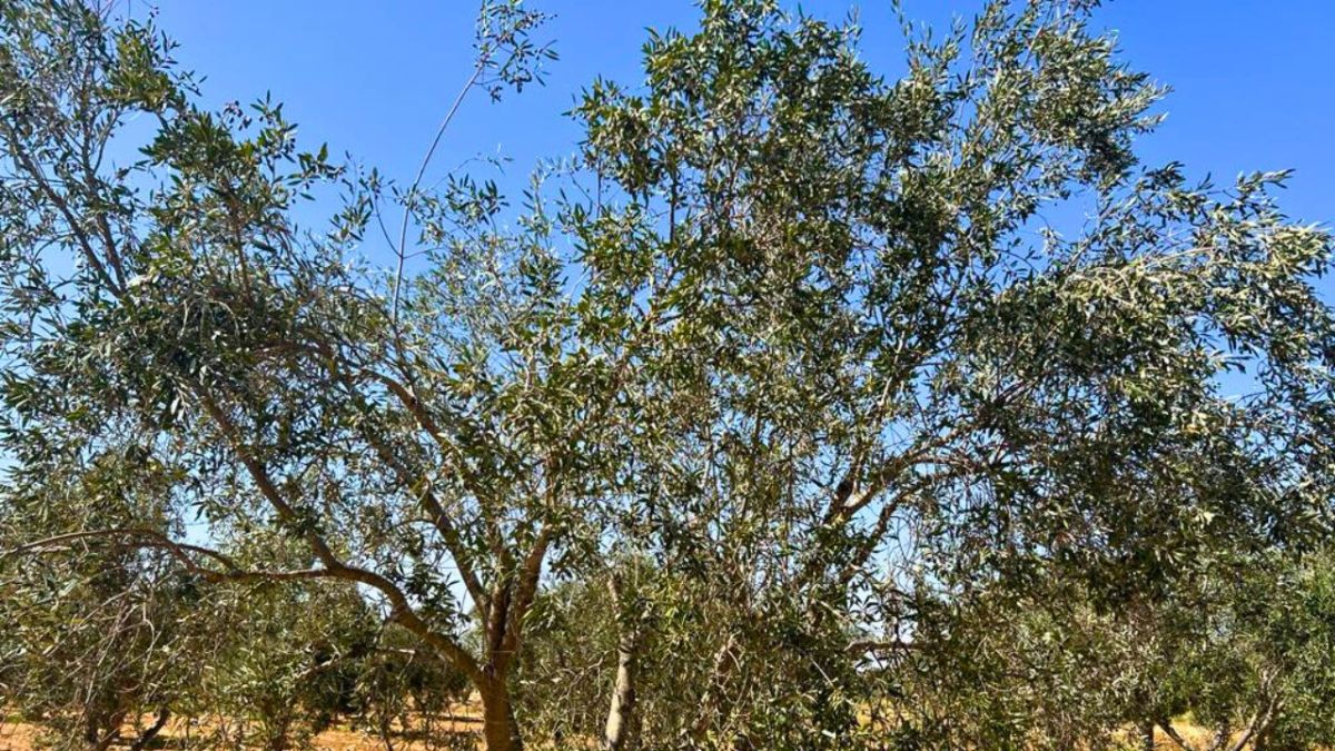 الجفاف يعصف بالزيتون التونسي.. فلاحون لأخبار الآن: "إذا مات الزيتون متنا نحن"