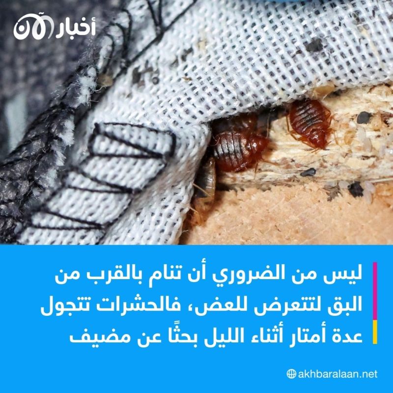 بعد اجتياح بق الفراش فرنسا.. لماذا يصعب التعامل معه والقضاء عليه؟