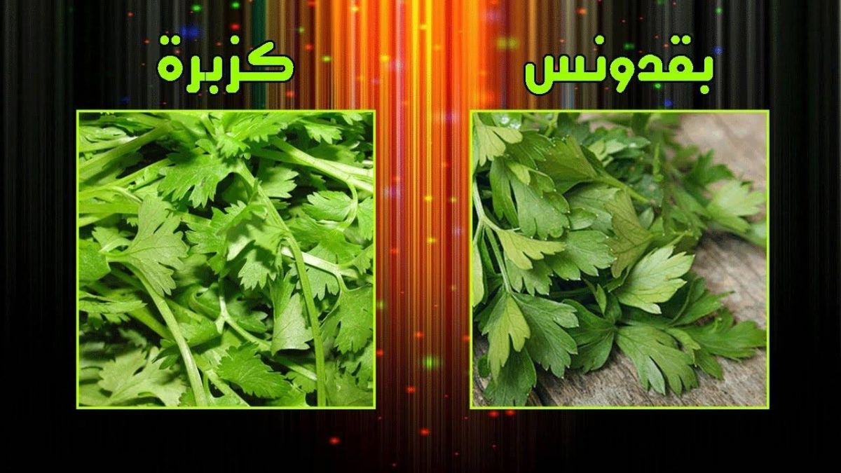 ما الفرق بين الكزبرة والبقدونس؟ 