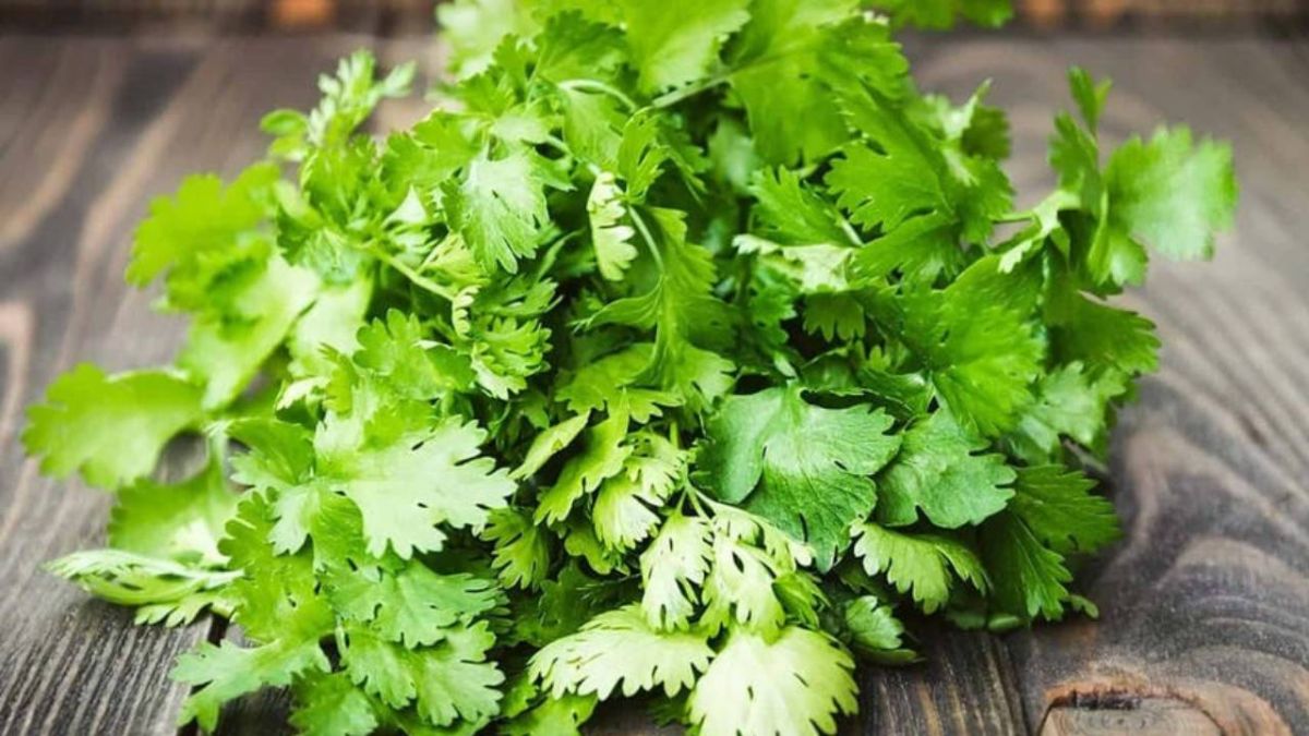 الفوائد الصحية لتناول الكزبرة والبقدونس