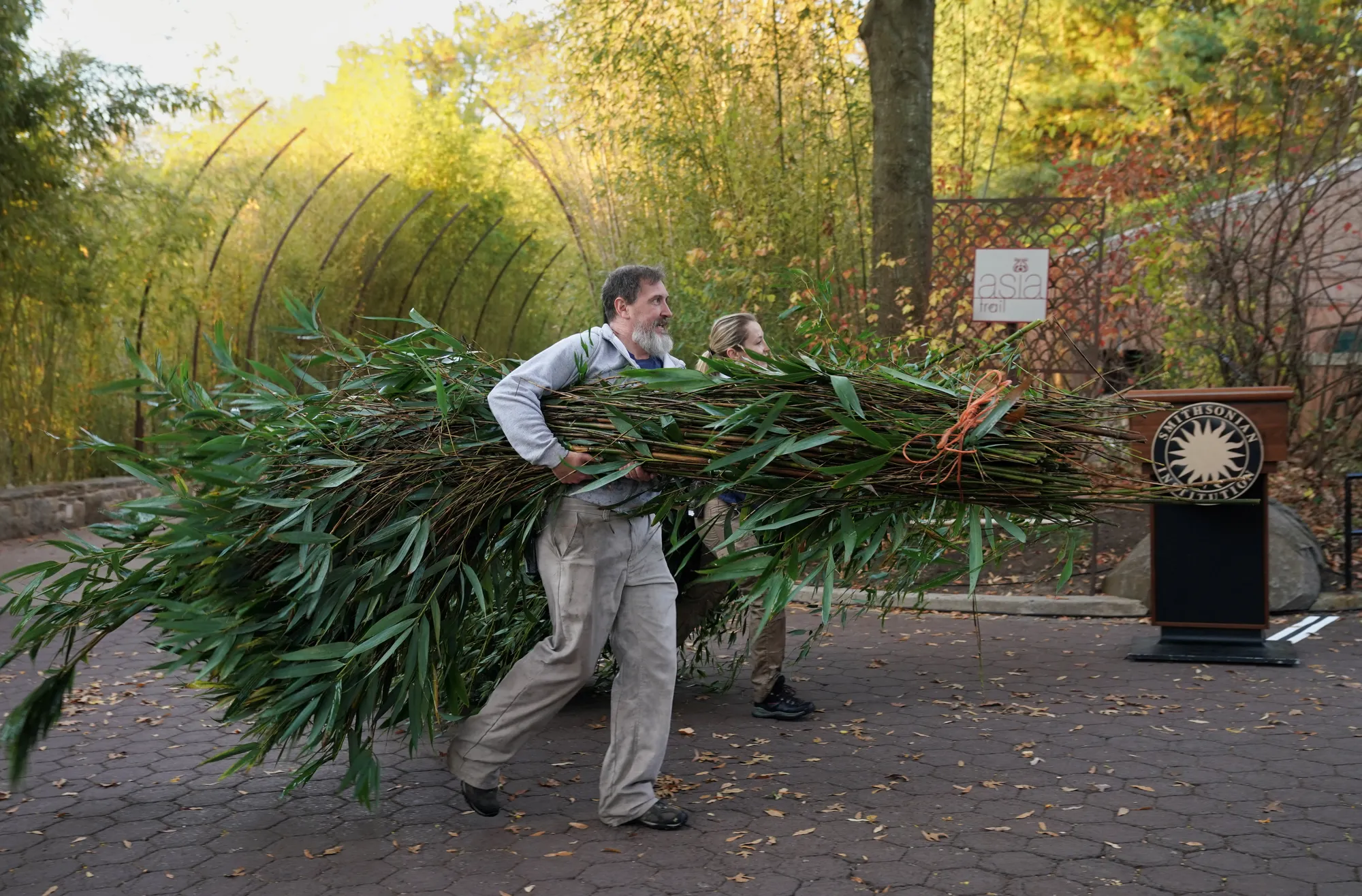 نهاية دبلوماسية الباندا.. واشنطن تودع الباندا الصينية بعد 23 عاماً 1 نهاية دبلوماسية الباندا.. واشنطن تودع الباندا الصينية بعد 23 عاماً